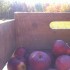 savoureuses pommes bio à vendre à la ferme
